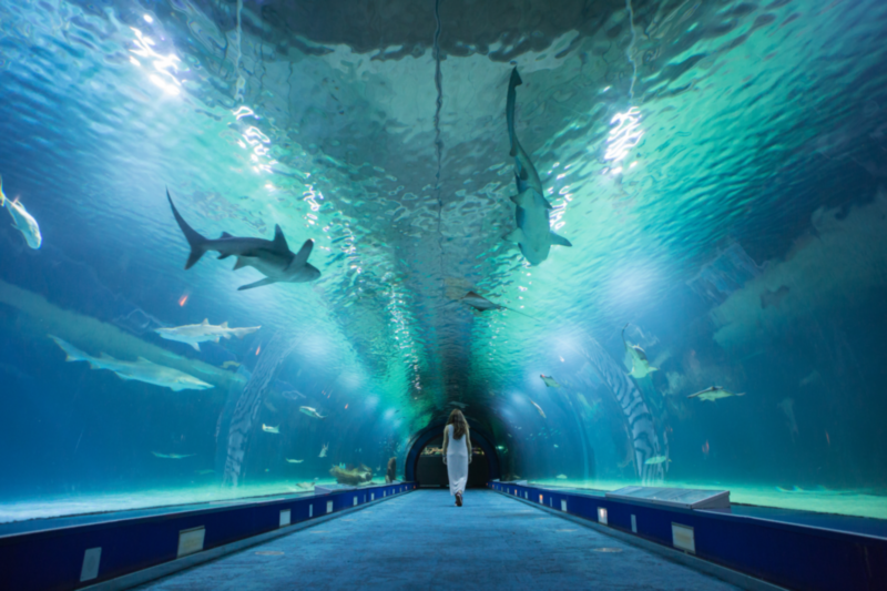 Tunel Oceanografic Valencia
